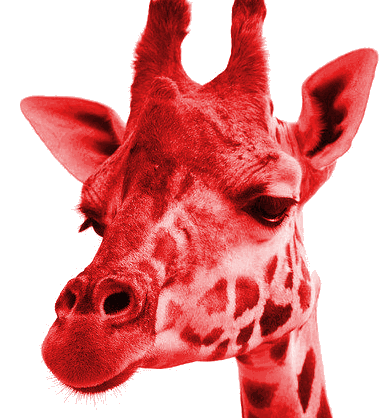 giraffe geodateo